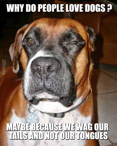 Cane The Boxer Dog Meme Wink Boxer Dogs Dog Memes Boxer Puppies