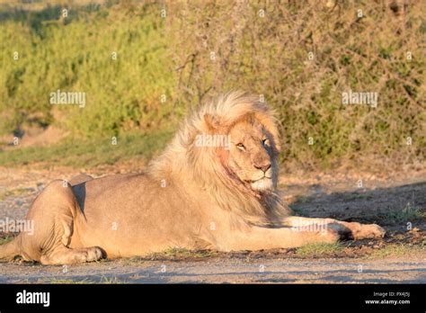 Male Lion Panthera Leo Lying Down On Savanna At Sunrise Ngorongoro