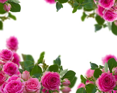 Fondos De Pantalla Rosas De Cerca Rosa Color Flores Descargar Imagenes