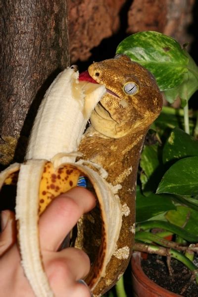 Rhacodactylus Leachianus Leachianus Eating A Banana