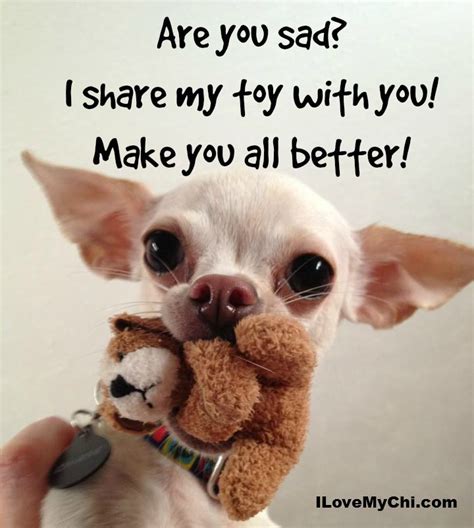 This Little Guy Wants To Make It All Better For You Cute Chihuahua