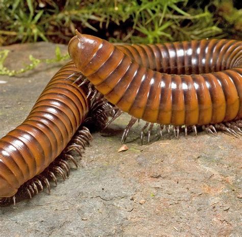 Die larven, die daraus im sommer schlüpfen, bohren sich sofort in das holz und leben dort etwa fünf bis. Gefräßige Schädlinge: Hausbock und Nagekäfer - Alptraum ...