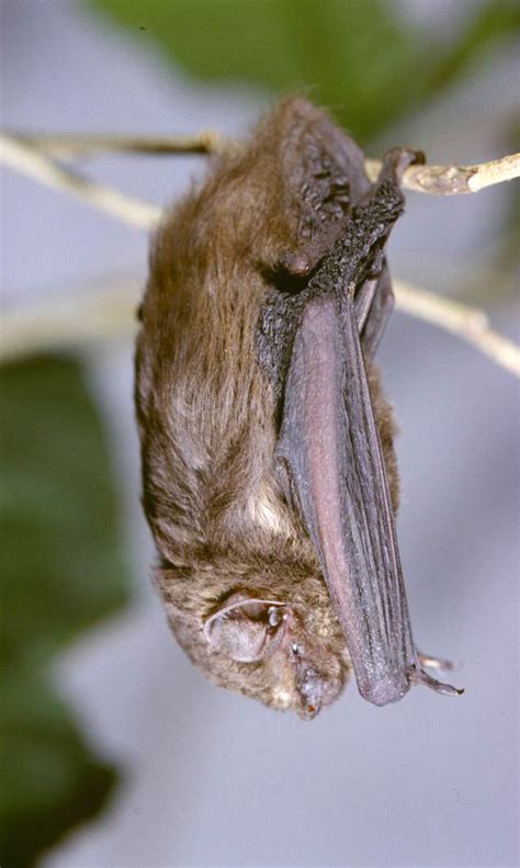 Beatrixs Bat Bats Of Ivory Coast · Inaturalist