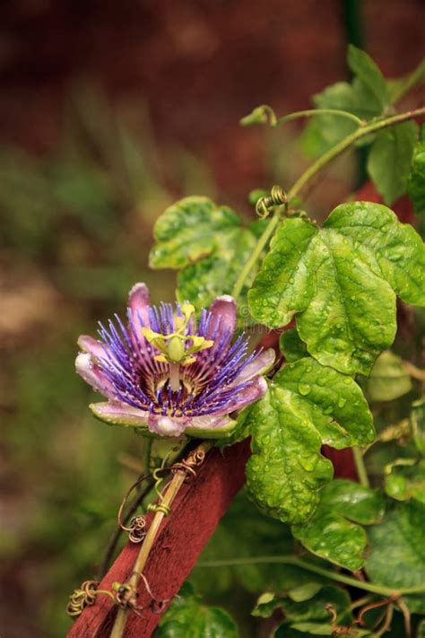 Purple Blue Passion Flower Vine Plant Passiflora Caerulea In Bloom