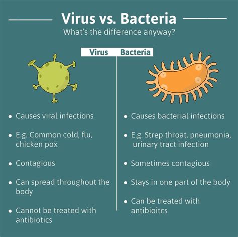 Bacteria Vs Virus Difference Between Bacteria And Virus Hot Sex Picture
