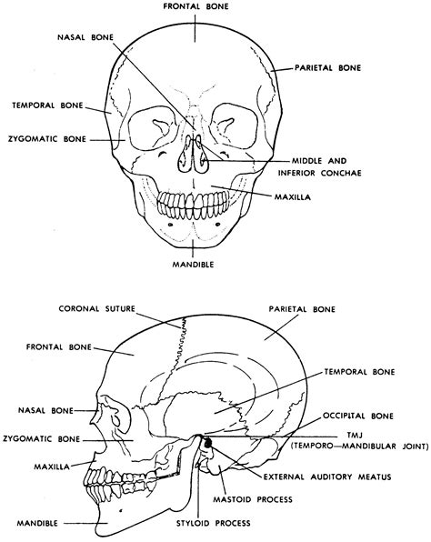Human Bone Anatomy Labeled Human Skull Bones Skeleton