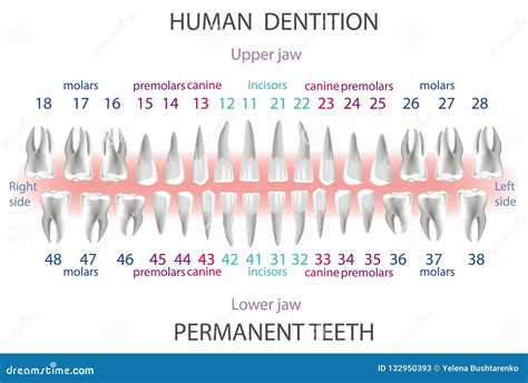 Dentes Nomenclatura Numeracao E Anatomia Kenhub Images