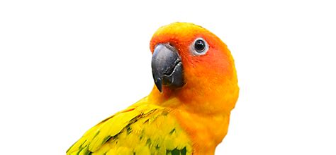 Turn to the pet shoppe today. Pet Bird & Chicken Supplies | Bird Store | Petco