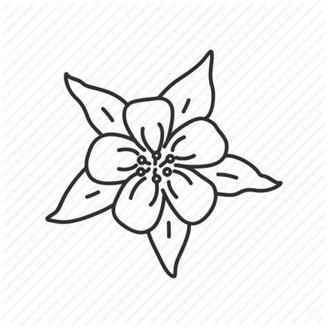 The spurred petals or aquilegia or granny`s bonnet aquilegia or columbine flower hand drawn colorful vector botanical illustration, seamless floral pattern isolated on. Pin on Columbines