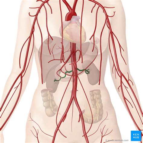 Urinary System - Organs, Anatomy and Clinical Notes | Kenhub