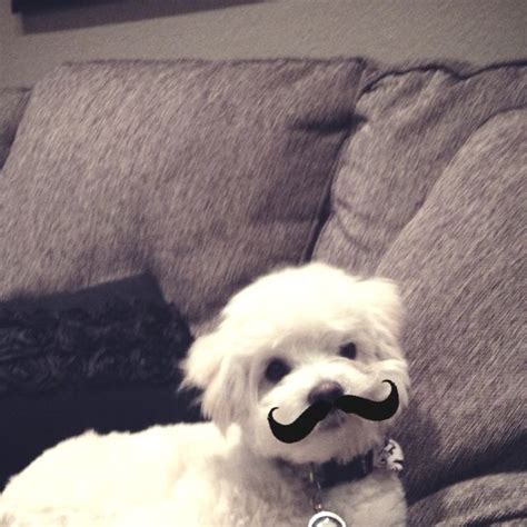 I Mustache You A Question Mustache Dogs Animals