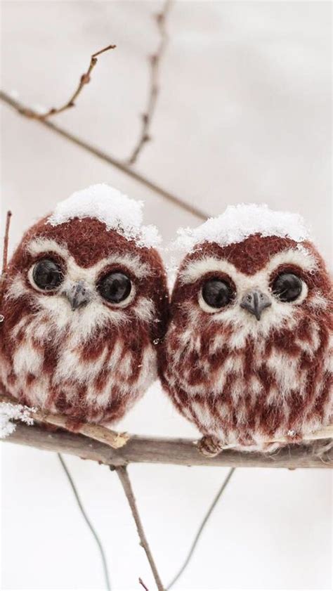 Cute Baby Owls Pictures Photos And Images For Facebook