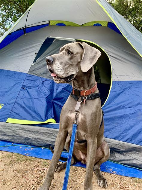 To download language translations of the park map. Camping buddy with Family in South Llano River State Park ...