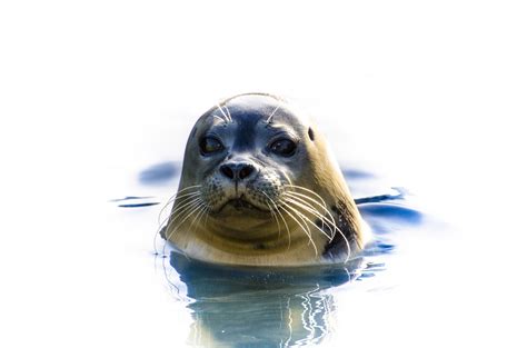 Grey Seal Free Stock Photo Public Domain Pictures