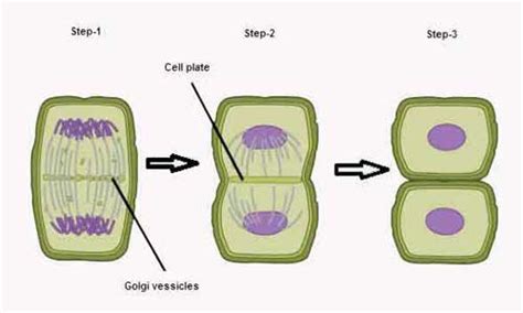 Difference Between Plant Mitosis And Animal Mitosis Biology Educare