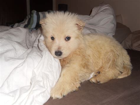 Free Images : puppy, animal, cute, canine, pet, fur, young, small