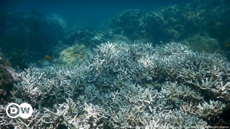 Climate Change Is Killing The Worlds Coral Reefs Study Dw 10052021