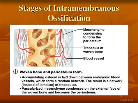 Ppt Stages Of Intramembranous Ossification Powerpoint Presentation