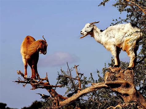 The beauty of the world! The Flying Tortoise: So You Thought Goats Couldn't Climb ...