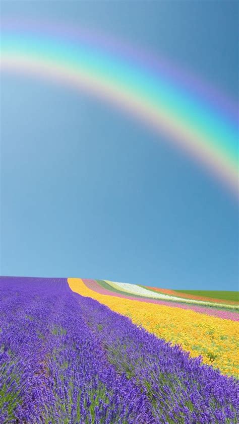 94 Wallpaper Rainbow Flower Rainbow Images Beautiful Flower Server