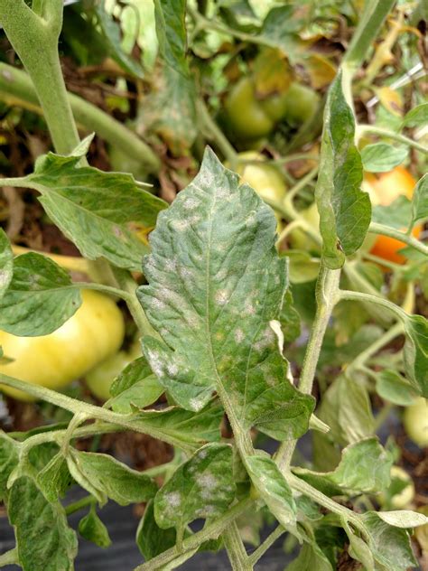 Tomato Disease Update Purdue University Vegetable Crops Hotline