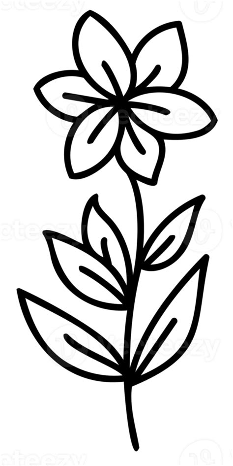 Line Art Flowers Set Collection Of Black And White Thin Linear Flowers