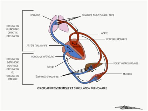 Circulation systémique et circulation pulmonaire Fiches IDE