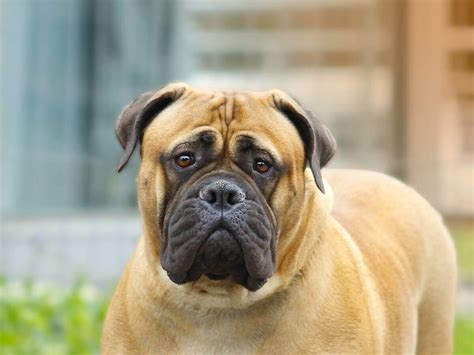 The Characteristics And Care Of The Bullmastiff My Animals