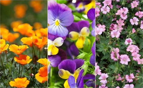 18 Easiest And Most Beautiful Flowers Anyone Can Grow In Their Garden