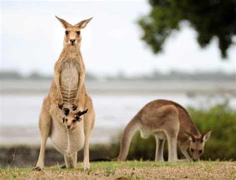 8 Animais Da Oceania Para Conhecer Agora Australian Centre