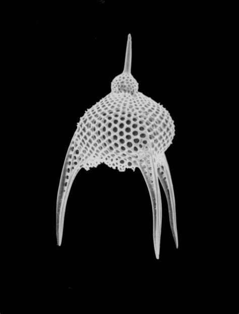 Photomicrograph Of A Radiolarian Taken At X1500 By Using A Scanning