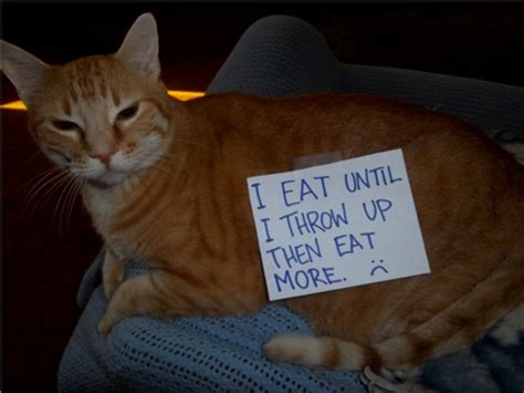 Funny Confessions Of Naughty Cats 17 Photos Funcage