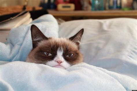 Cats are particularly sensitive to new surroundings and some may hide under a bed or in a closet for days or even weeks. Grumpy Cat Kitten Photos Revealed (PHOTOS) | HuffPost