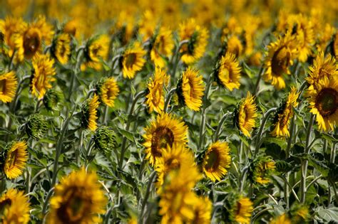 Sunflowers Yellow Flowers Free Photo On Pixabay Pixabay