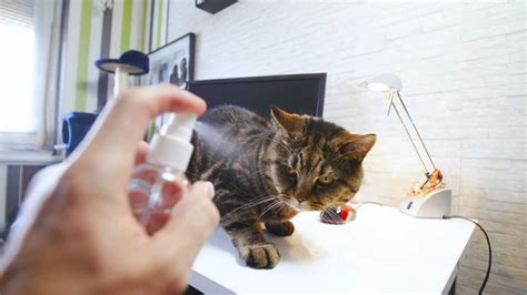 Spraying Cat With Water To Train Danille Welsh
