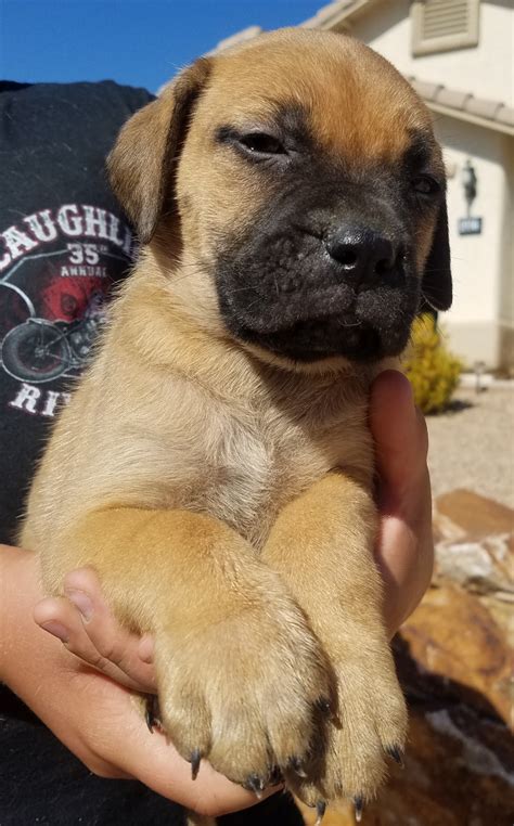 These are dogs, the progenitors of which were large pickling dogs of assyria and ancient egypt. Bullmastiff Puppies For Sale | Sierra Vista, AZ #210526