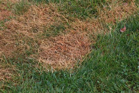 Grub Damage Turfco Lawn Care And Pest Control Services In Idaho Falls