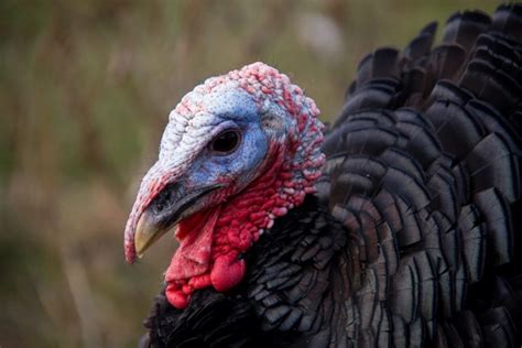 Wild Turkey Anatomy And Physiology Outdoorhub