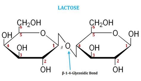 What Is Lactose Teaching Chemistry Biology Chemistry Review