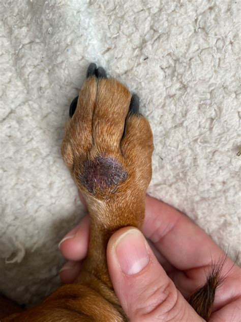 My Dog Has A Lump On Her Paw We Have Had This Before And We Need An