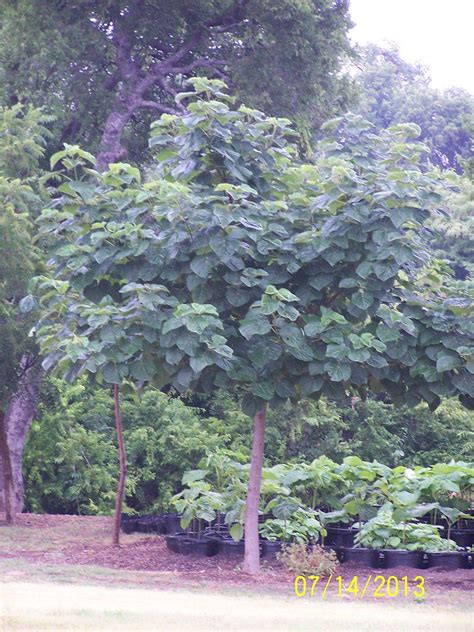 Fast Shade Farmette In Midlothian Texas Fast Growing Trees Poplar