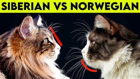 Norwegian Forest Cat Vs Siberian Cat What Are Their Differences