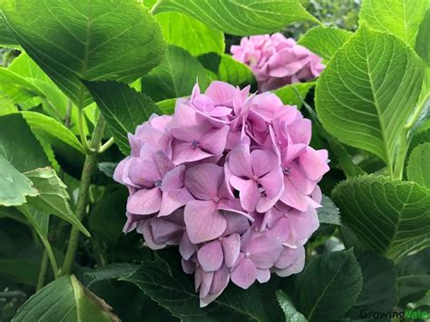 Mophead Hydrangea Bush Grow And Care Tips For Success Growingvale
