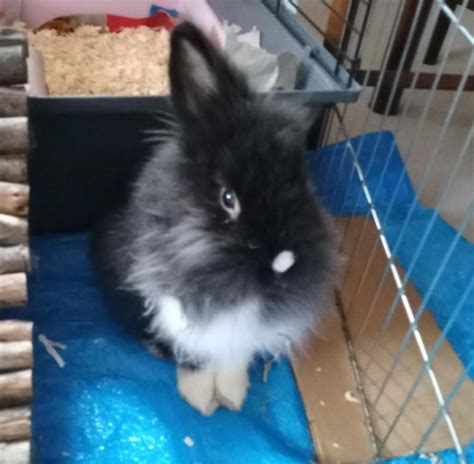 Abandoned Rabbits In Search For Homes Blue Cross