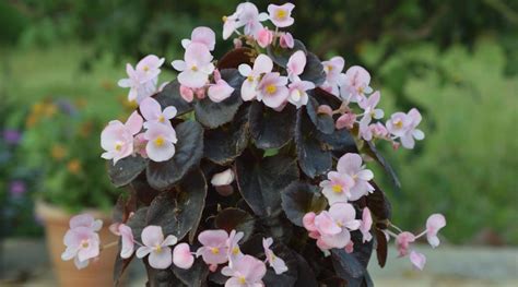 Begonia Varieties 49 Different Types Of Begonia Youll Love