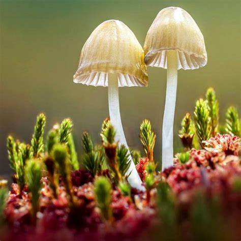 Fantastic Fungi 2019 By Louie Schwartzberg