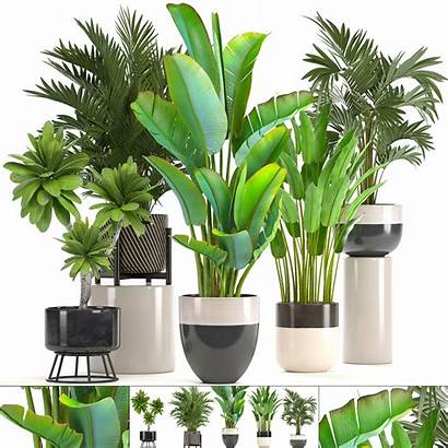 Ornamental Plants Pots 3d Plant Pot Models