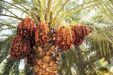How Are Dates Grown All About Palm Trees Kourosh Foods