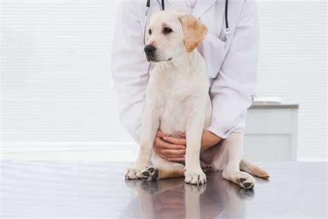 Wnętrostwo u psa przyczyny i leczenie lek wet Krystyna Skiersinis