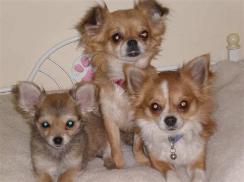 Perros Chihuahuas Información Sobre La Raza Chihuahua